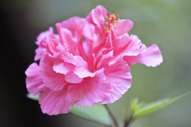 Çok renkli tropikal bahçede, Myanmar parlak çiçek ekili