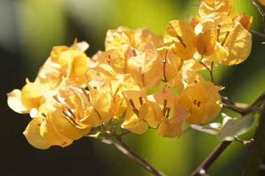 Çok renkli tropikal bahçede parlak çiçek ekili