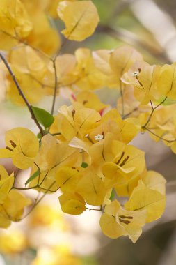 Çok renkli tropikal bahçede, Myanmar parlak çiçek ekili