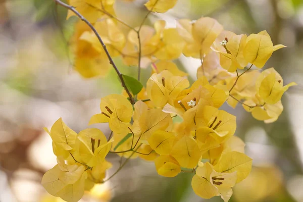 Wielobarwny Tropikalne Uprawiane Jasne Kwiaty Ogrodzie Myanmar — Zdjęcie stockowe
