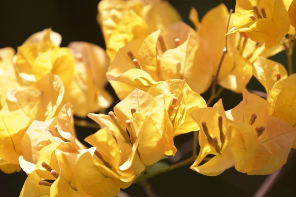 Multicolore Tropicale Coltivato Fiori Luminosi Nel Giardino Myanmar — Foto Stock