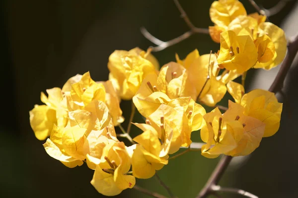 Fleurs Vives Cultivées Tropicales Multicolores Dans Jardin Myanmar — Photo