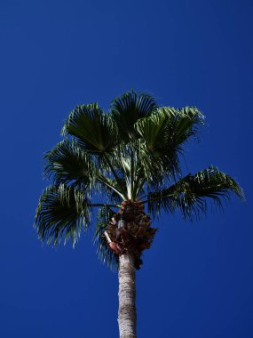 Mavi gökyüzüne karşı palmiye ağacı, Kıbrıs, Pissouri