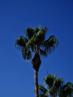 Mavi gökyüzüne karşı palmiye ağacı, Kıbrıs, Pissouri