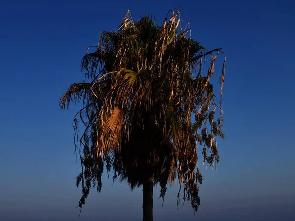 Palme gegen den blauen Himmel, Zypern, Pissouri — Stockfoto
