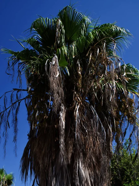 Palm tree against the blue sky, Cyprus, Pissouri — ストック写真