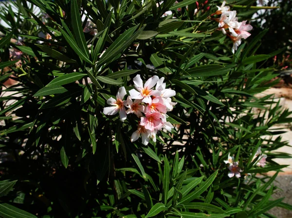 Fleur blanche avec un centre jaune — Photo