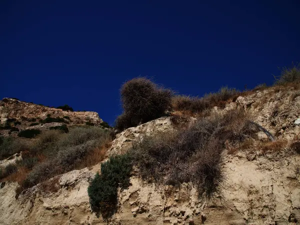 Een plant groeiend op een steile kust — Stockfoto