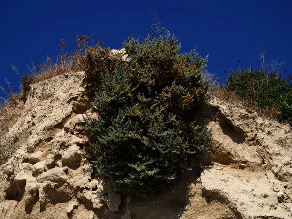 Eine Pflanze, die an einem steilen Meeresufer wächst — Stockfoto
