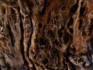 Ağaç gövdesindeki ağaç kabuğuyla çizilmiş.