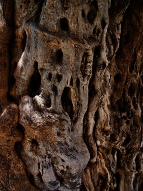 Ağaç gövdesindeki ağaç kabuğuyla çizilmiş.
