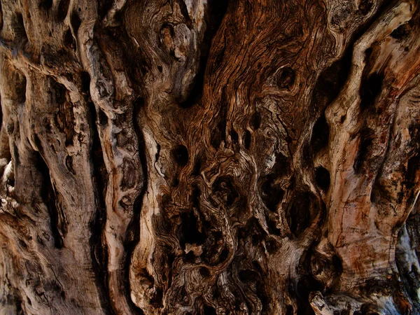 Drawing formed by bark on a tree trunk — Stock Photo, Image