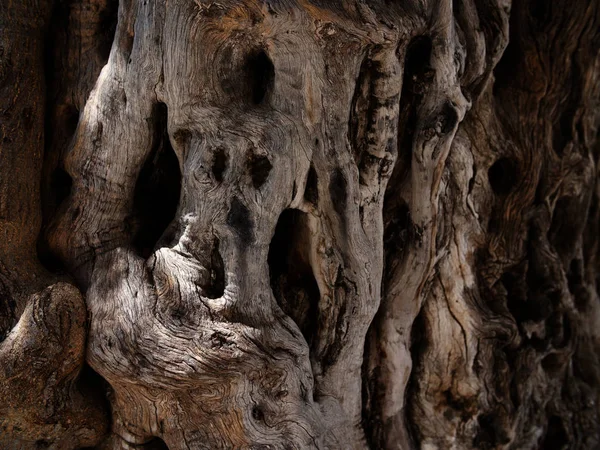 Dibujo formado por la corteza en un tronco de árbol —  Fotos de Stock