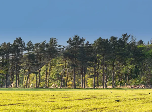 Сельский пейзаж полей с деревьями сзади — стоковое фото
