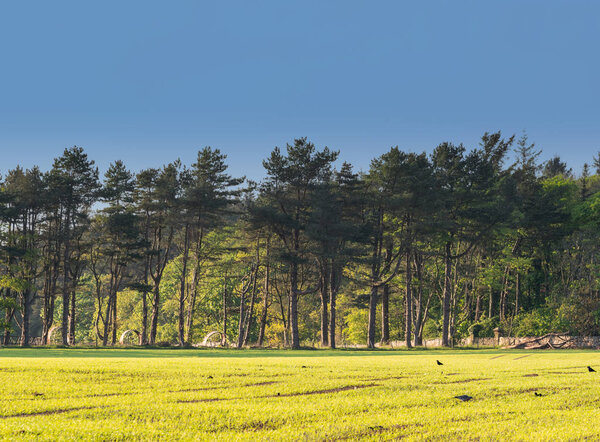 Country Sceen of fields with Trees at the rear
