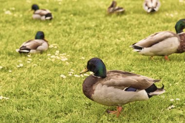  Ördekler bir alanda.