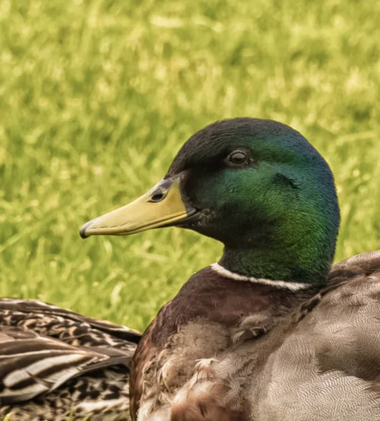 Ördek baş ve omuz yakın çekim. — Stok fotoğraf