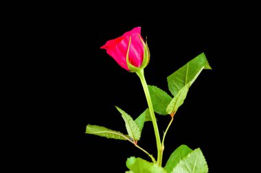 Pembe gül siyah üzerine izole