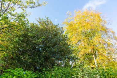 İskoç ağaçlarda sonbahar