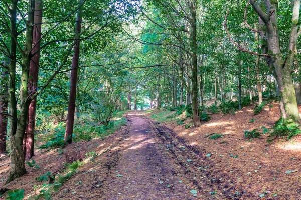 İskoçya'da bir çamurlu Forrest patika