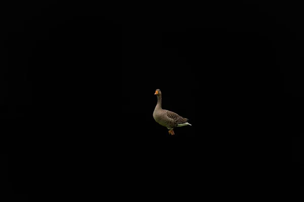 Kleine Stockente auf isoliertem Hintergrund — Stockfoto