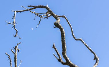 Strainge ağaç dalları ve parlak mavi bir karşı çeyrek Moon 