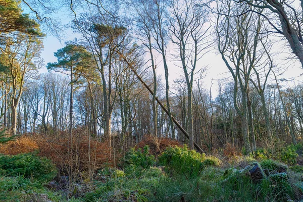 Ancient Fallen Trees of Ardgowan in Winter with Autumn colours s — Stockfoto