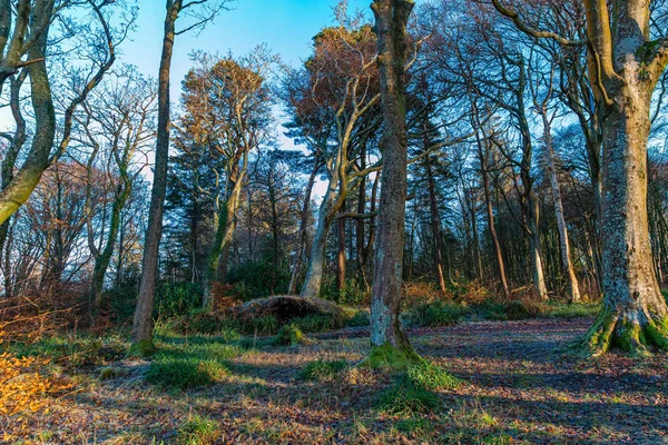 秋の色を持つ冬の古代の落葉樹 — ストック写真
