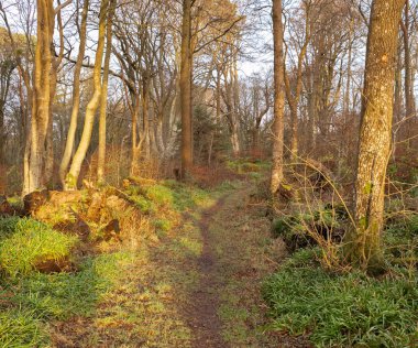  Akşamın ilerleyen saatlerinde parlayan Forrest Patikaları