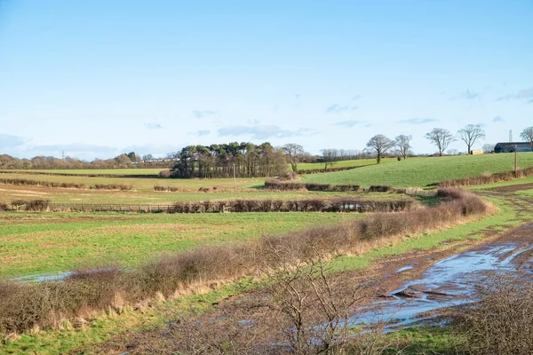 Scottish Fields och Hedgerows of Cunninghamhead i Irvine North — Stockfoto
