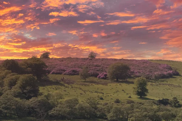 Ayrshire Burns Paese Alla Fine Della Giornata Tramonto Con Erica — Foto Stock