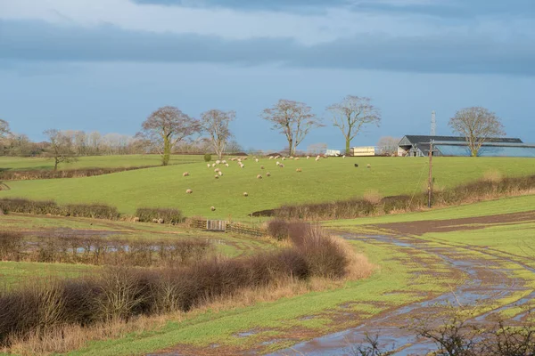 Irvine Escocia Mirando Las Típicas Tierras Cultivo Ayrshire Con Árboles — Foto de Stock
