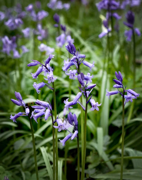 Magic Perceton Woods Spring Time Some Early Bluebells — Stock Photo, Image