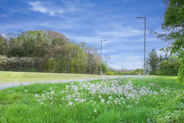 Looking Some Wild Roadside Flowers Normally Busy Stewarton Road B769 — Stock Photo, Image