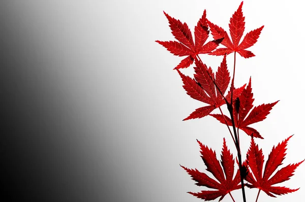 Rode bladeren geïsoleerd — Stockfoto