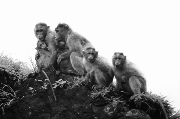 Hábitat de la familia de monos silvestres — Foto de Stock