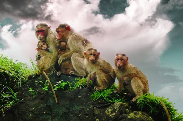 Grupp apor som sitter i sten — Stockfoto