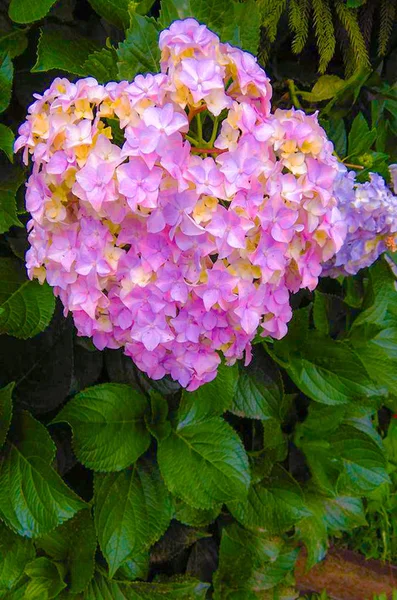 Blommat rosa hortensior i trädgården — Stockfoto