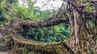 Yaşam kök köprüleri Meghalaya - Çift katlı alçak taban