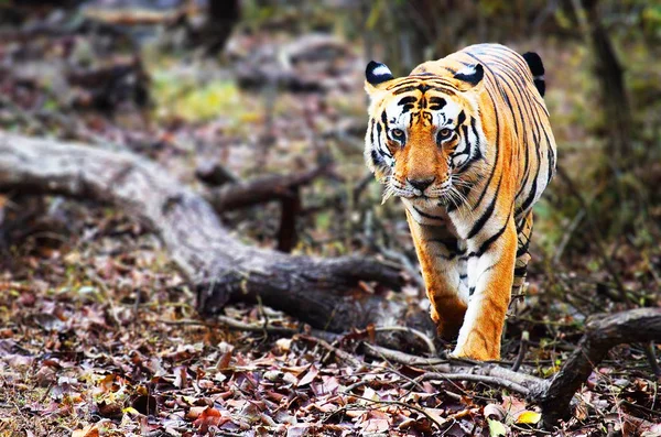 Bengaalse tijger in bos — Stockfoto