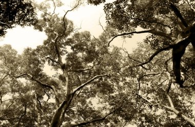 güzel doğa teması