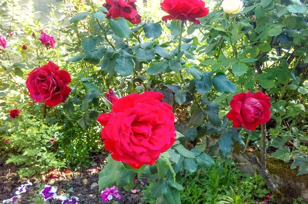 Cerca hermosa rosa — Foto de Stock
