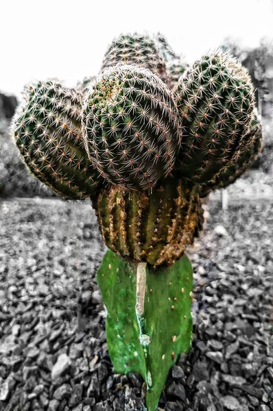 Kaktus / Kaktuspflanze — Stockfoto