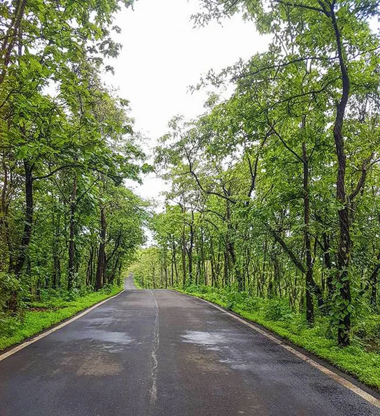 Strada circondata da alberi — Foto Stock