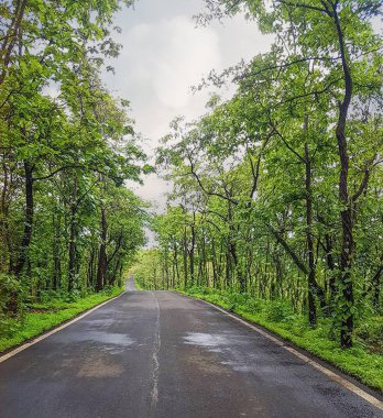 Ağaçlarla çevrili yalnız yol