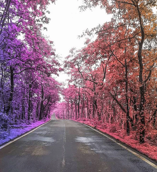 Strada solitaria circondata da alberi colorati — Foto Stock