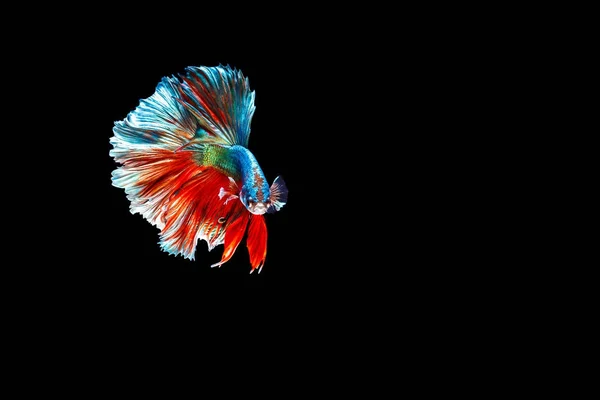 Thai Betta fish — Stock Photo, Image