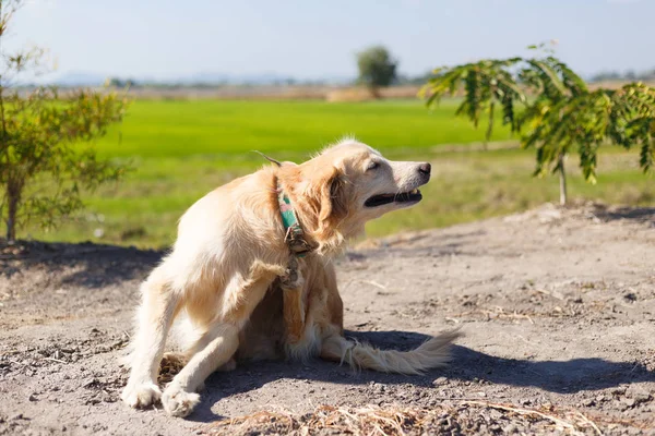 Golden Retriever.
