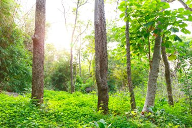 Ormanda güneş ışığı.