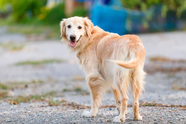 Golden retriever standing and looking at it
